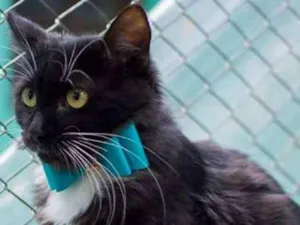 Gato raça  idade 2 a 6 meses nome Frajola Filhote