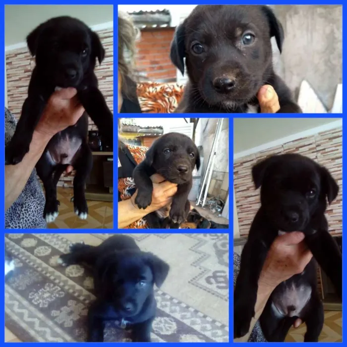 Cachorro ra a SRD idade 2 a 6 meses nome Não tem
