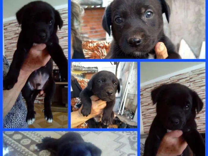 Cachorro ra a SRD idade 2 a 6 meses nome Não tem