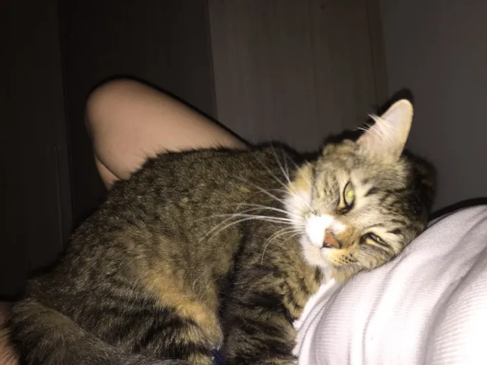 Gato raça SRD idade 4 anos nome Kyndin