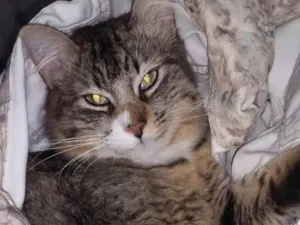 Gato raça SRD idade 4 anos nome Kyndin