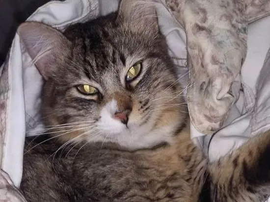 Gato raça SRD idade 4 anos nome Kyndin