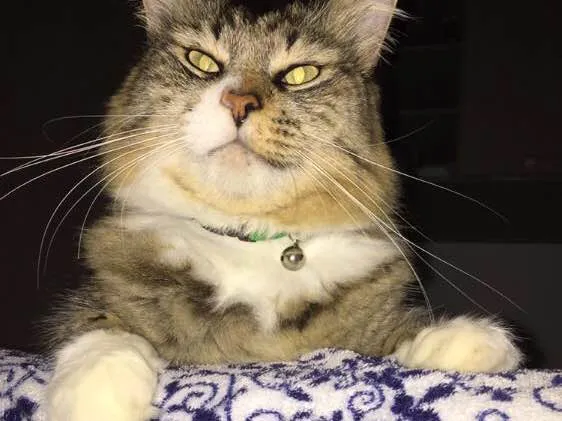 Gato raça SRD idade 4 anos nome Kyndin