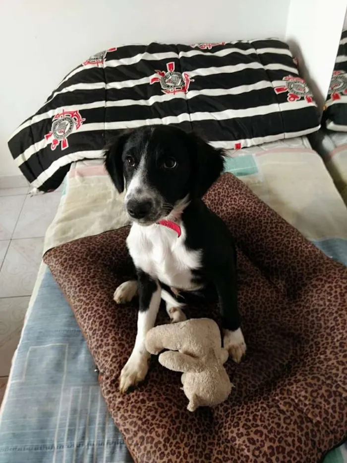 Cachorro ra a  idade 2 a 6 meses nome Yuri