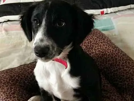 Cachorro ra a  idade 2 a 6 meses nome Yuri