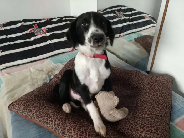 Cachorro ra a  idade 2 a 6 meses nome Yuri