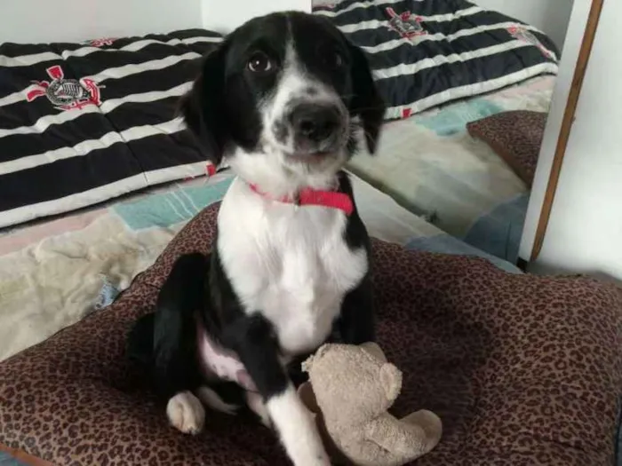 Cachorro ra a  idade 2 a 6 meses nome Yuri
