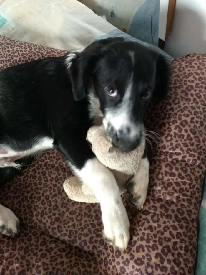 Cachorro ra a  idade 2 a 6 meses nome Yuri
