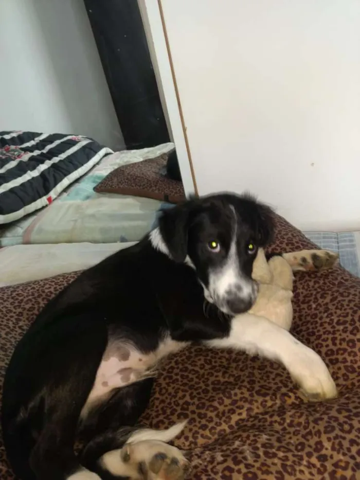 Cachorro ra a  idade 2 a 6 meses nome Yuri