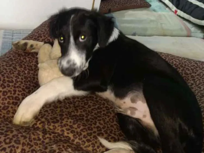 Cachorro ra a  idade 2 a 6 meses nome Yuri