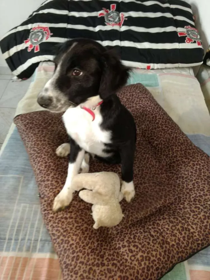 Cachorro ra a  idade 2 a 6 meses nome Yuri