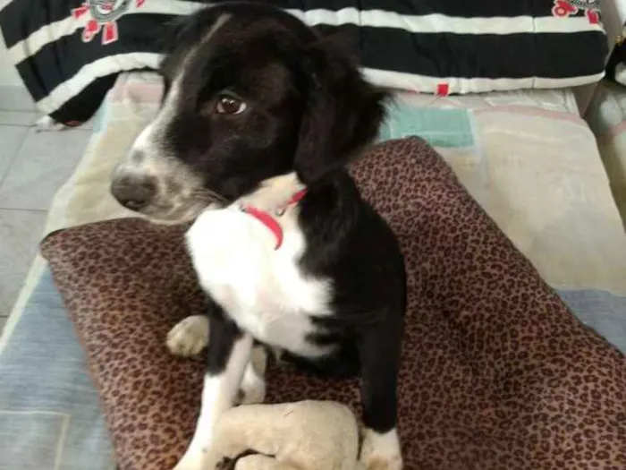Cachorro ra a  idade 2 a 6 meses nome Yuri