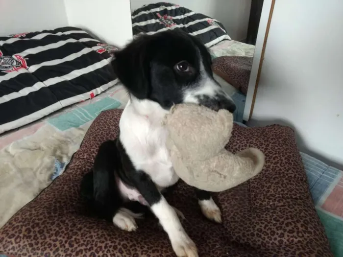 Cachorro ra a  idade 2 a 6 meses nome Yuri