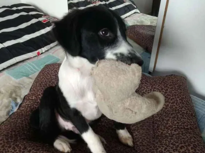 Cachorro ra a  idade 2 a 6 meses nome Yuri