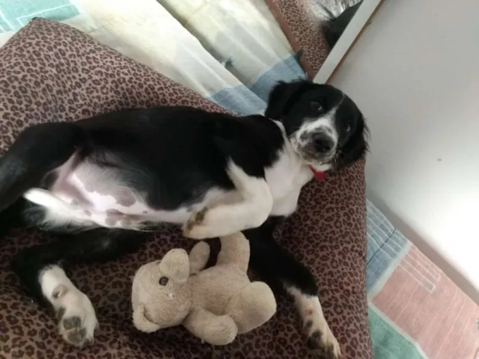 Cachorro ra a  idade 2 a 6 meses nome Yuri