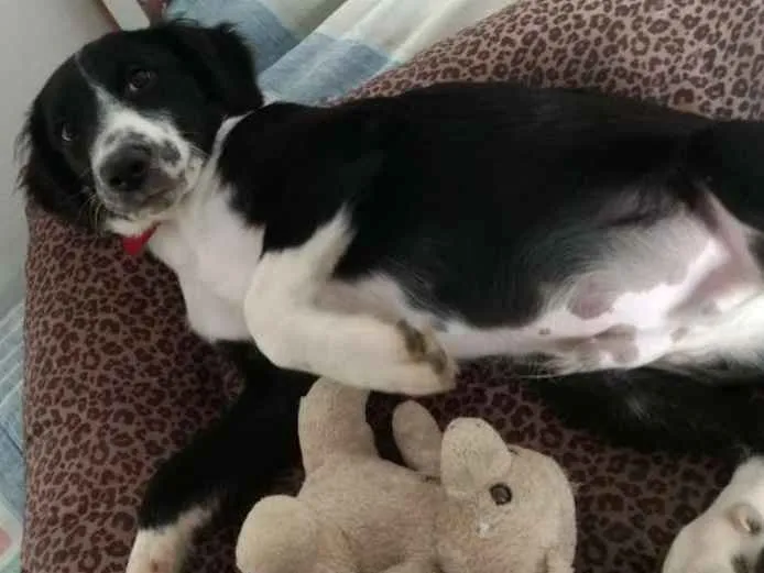 Cachorro ra a  idade 2 a 6 meses nome Yuri