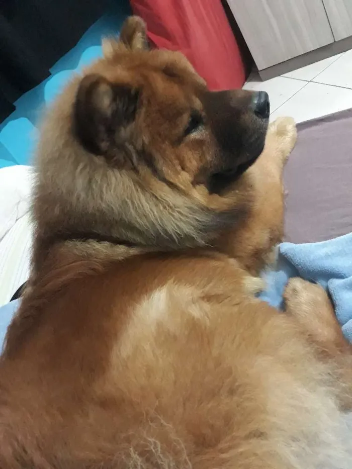 Cachorro raça Chacal idade 2 anos nome Chacal