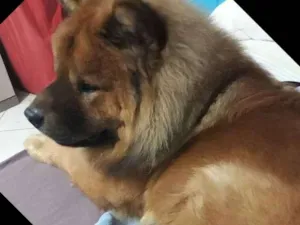 Cachorro raça Chacal idade 2 anos nome Chacal
