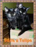 Dália e Tulipa