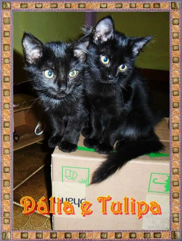 Gato ra a SRD idade 2 a 6 meses nome Dália e Tulipa
