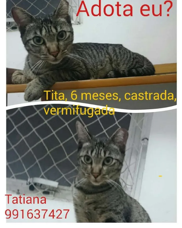 Gato raça SRD idade 2 a 6 meses nome Tita