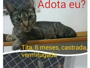 Gato raça SRD idade 2 a 6 meses nome Tita
