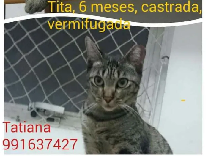 Gato raça SRD idade 2 a 6 meses nome Tita