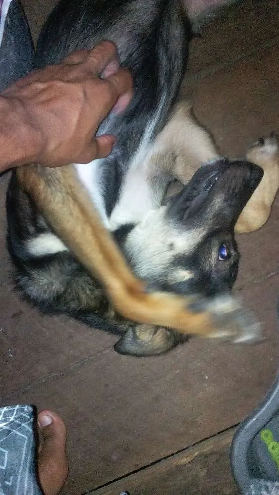 Cachorro ra a Vira lata idade 7 a 11 meses nome Mailo