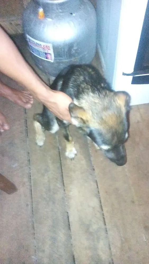 Cachorro ra a Vira lata idade 7 a 11 meses nome Mailo