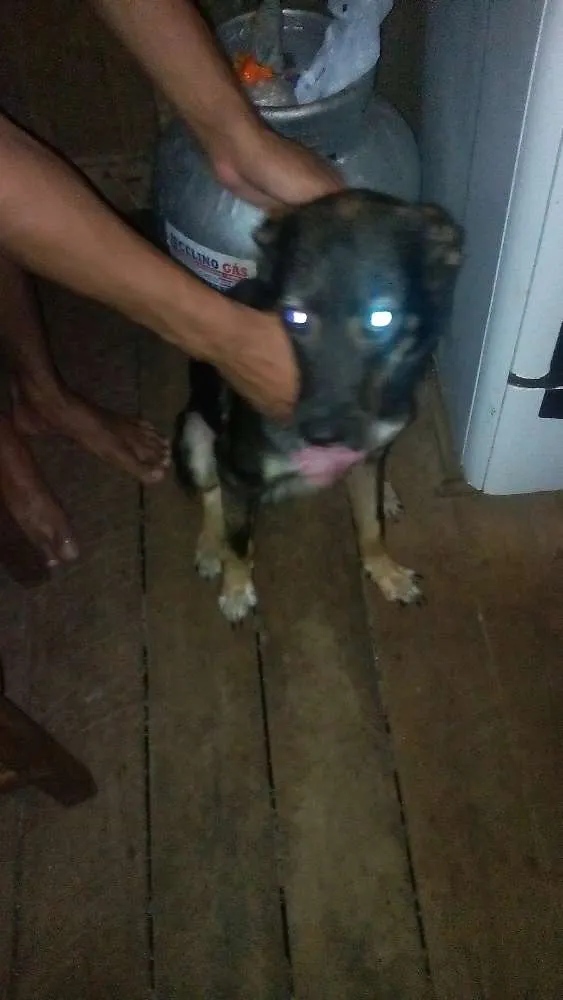 Cachorro ra a Vira lata idade 7 a 11 meses nome Mailo