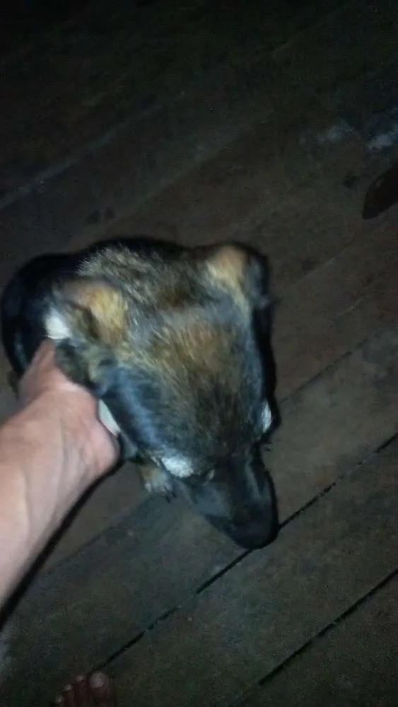 Cachorro ra a Vira lata idade 7 a 11 meses nome Mailo