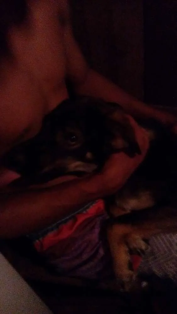 Cachorro ra a Vira lata idade 7 a 11 meses nome Mailo