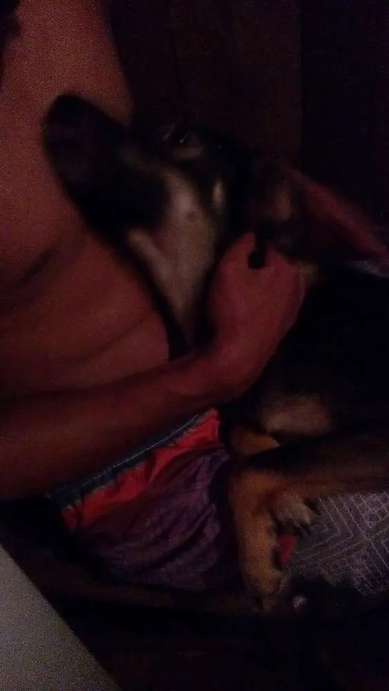 Cachorro ra a Vira lata idade 7 a 11 meses nome Mailo