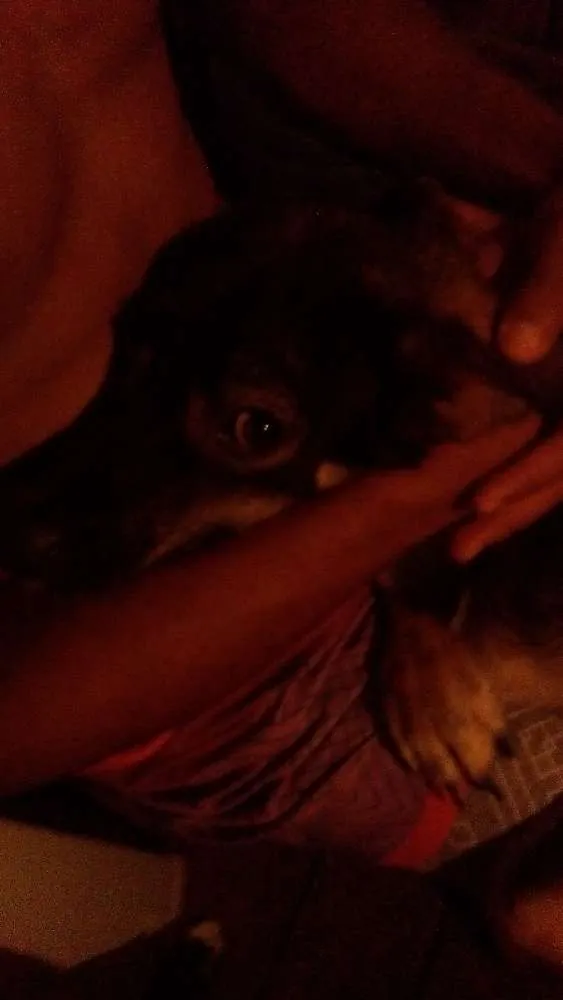 Cachorro ra a Vira lata idade 7 a 11 meses nome Mailo