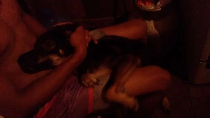 Cachorro ra a Vira lata idade 7 a 11 meses nome Mailo