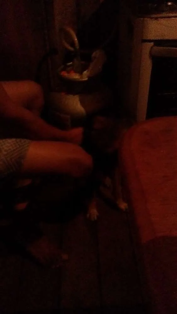 Cachorro ra a Vira lata idade 7 a 11 meses nome Mailo