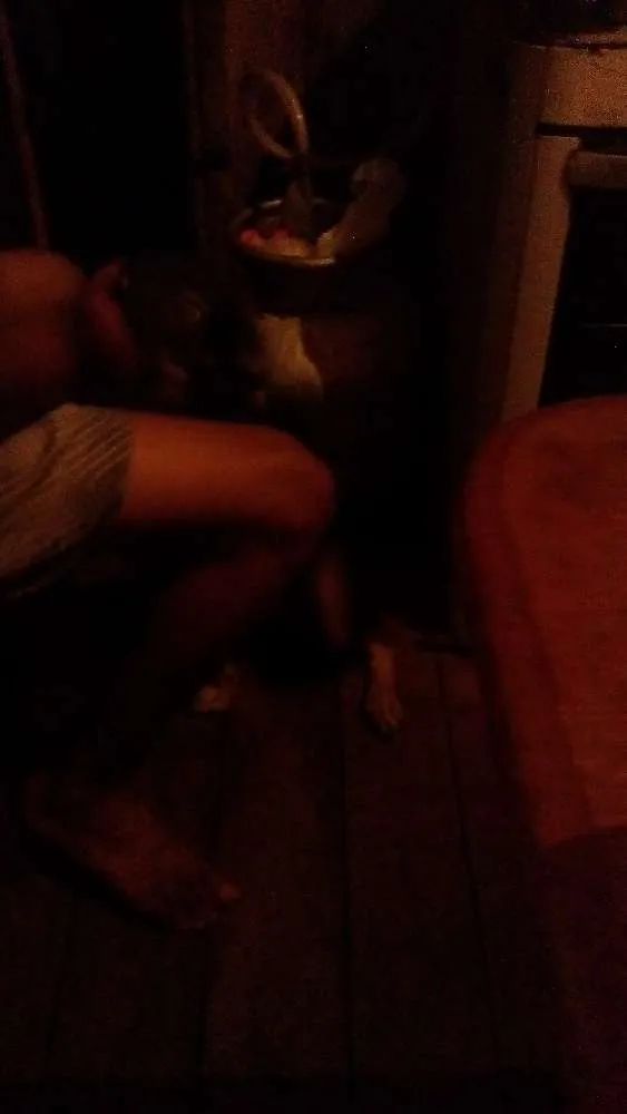 Cachorro ra a Vira lata idade 7 a 11 meses nome Mailo