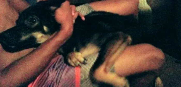 Cachorro ra a Vira lata idade 7 a 11 meses nome Mailo