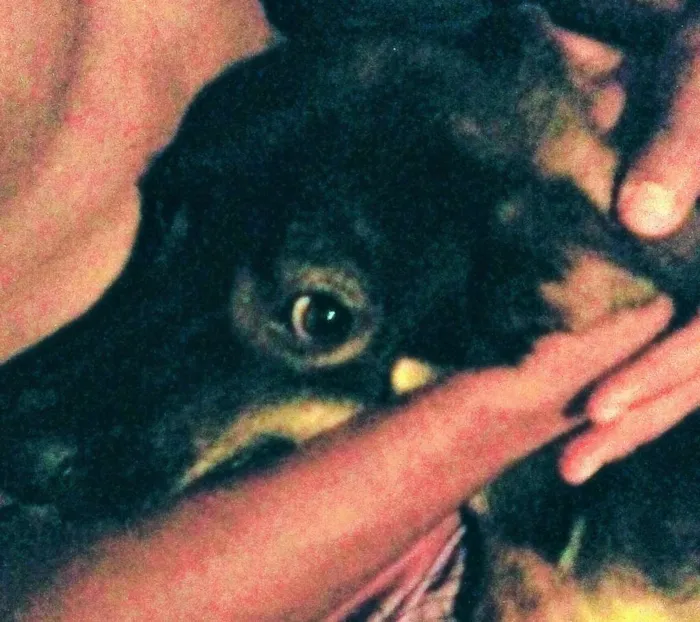Cachorro ra a Vira lata idade 7 a 11 meses nome Mailo