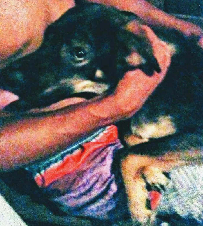 Cachorro ra a Vira lata idade 7 a 11 meses nome Mailo