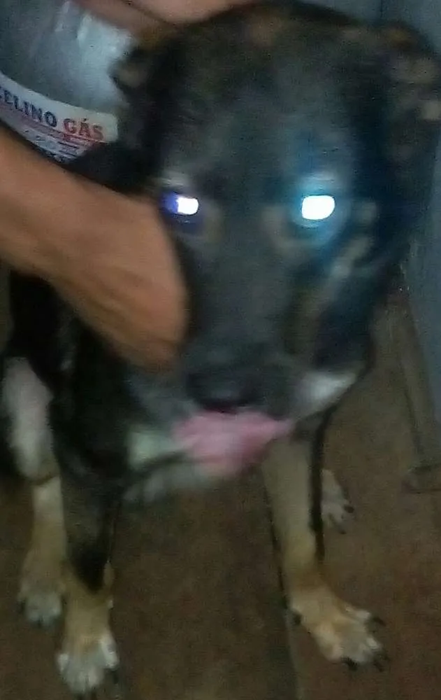 Cachorro ra a Vira lata idade 7 a 11 meses nome Mailo