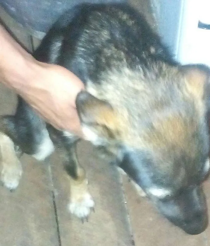 Cachorro ra a Vira lata idade 7 a 11 meses nome Mailo