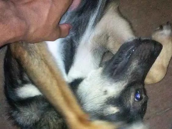 Cachorro ra a Vira lata idade 7 a 11 meses nome Mailo