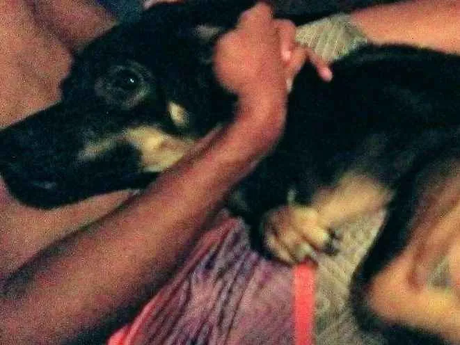 Cachorro ra a Vira lata idade 7 a 11 meses nome Mailo