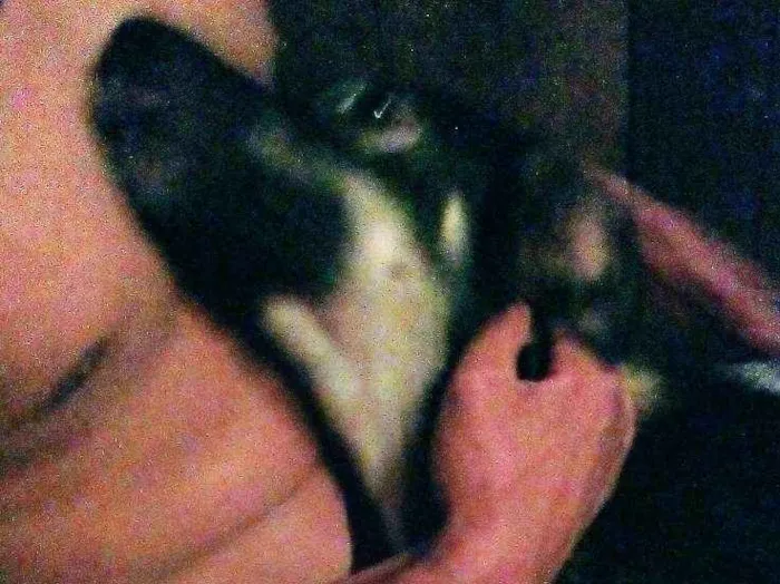 Cachorro ra a Vira lata idade 7 a 11 meses nome Mailo