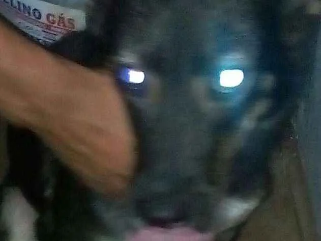 Cachorro ra a Vira lata idade 7 a 11 meses nome Mailo