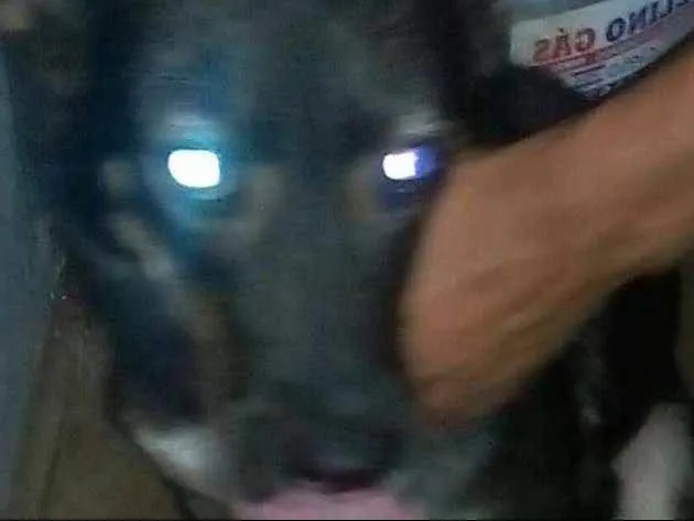 Cachorro ra a Vira lata idade 7 a 11 meses nome Mailo