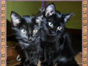 Gato raça SRD idade 2 a 6 meses nome Dália e Tulipa