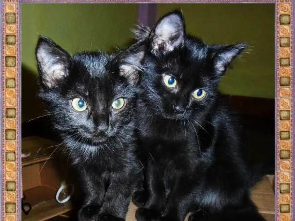 Gato ra a SRD idade 2 a 6 meses nome Dália e Tulipa