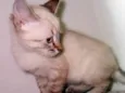 Margarida